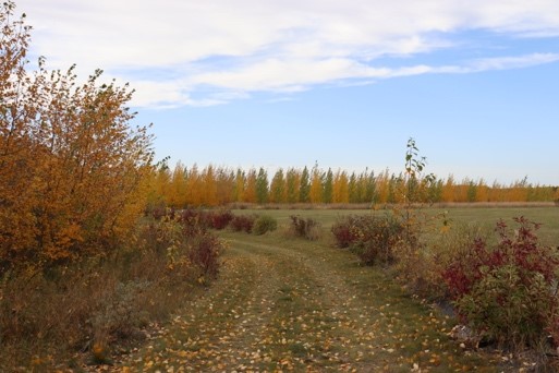 Prairie Sky Trails