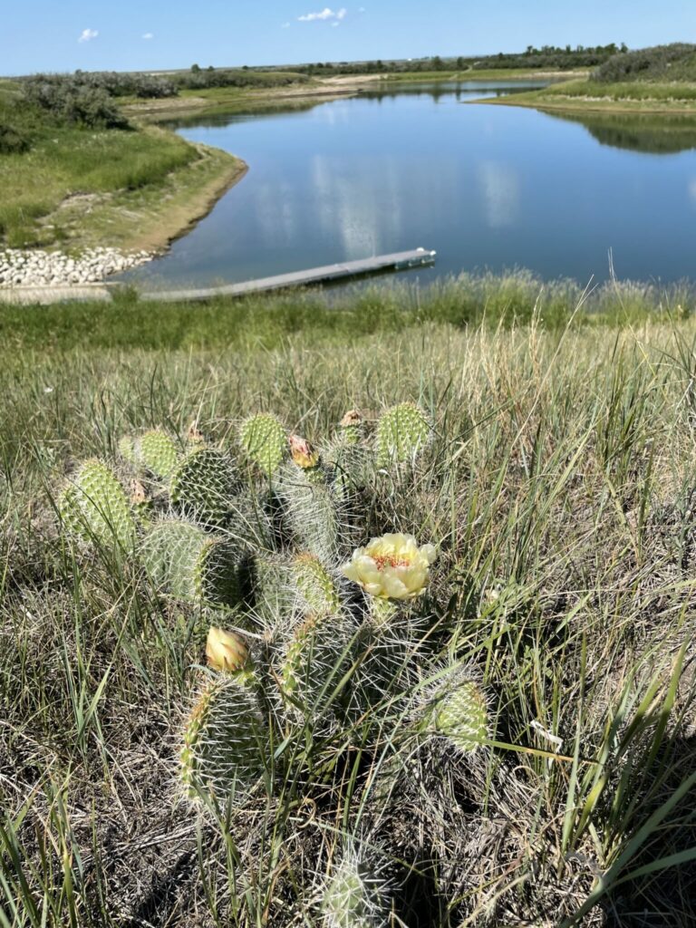 cacti overlooking Dog Leg Coulee on Lake Diefenbaker