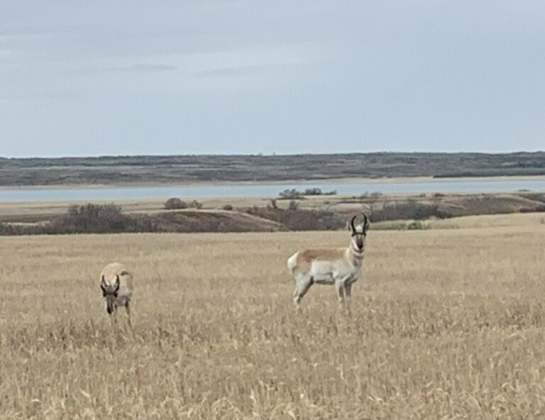 Pronghorn Antelope near Lake Diefenbaker