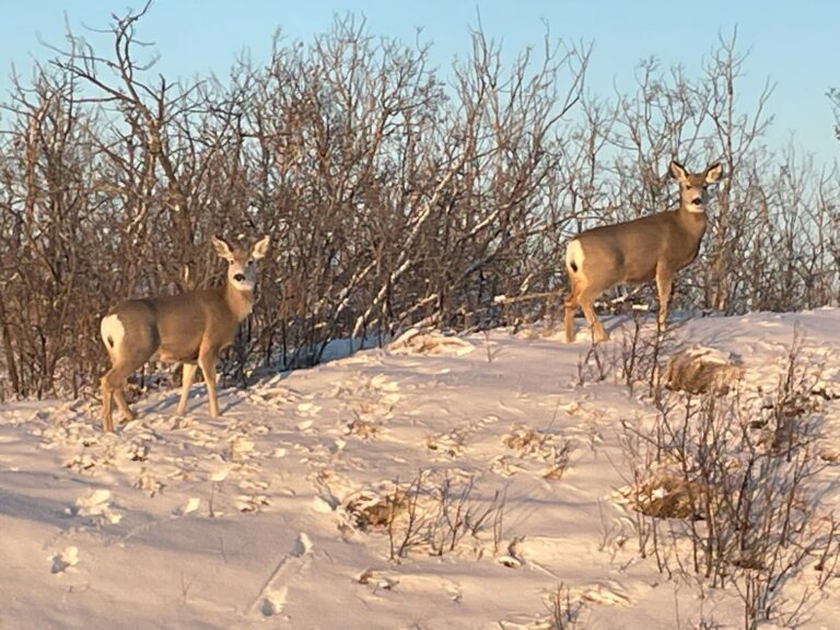 mule deer in the snow near Lake Diefenbaker