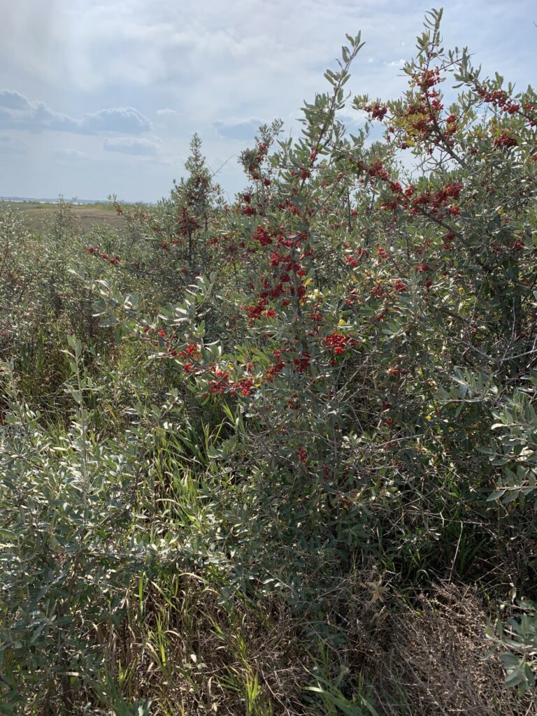 red berry bush