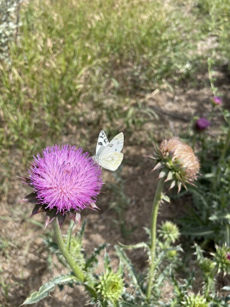 butterfly on a thistle plant
