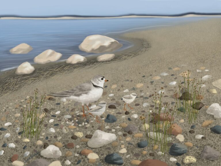 Piping Plover bird image by Carmen Heinrichs