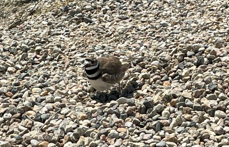 killdeer bird in rocks