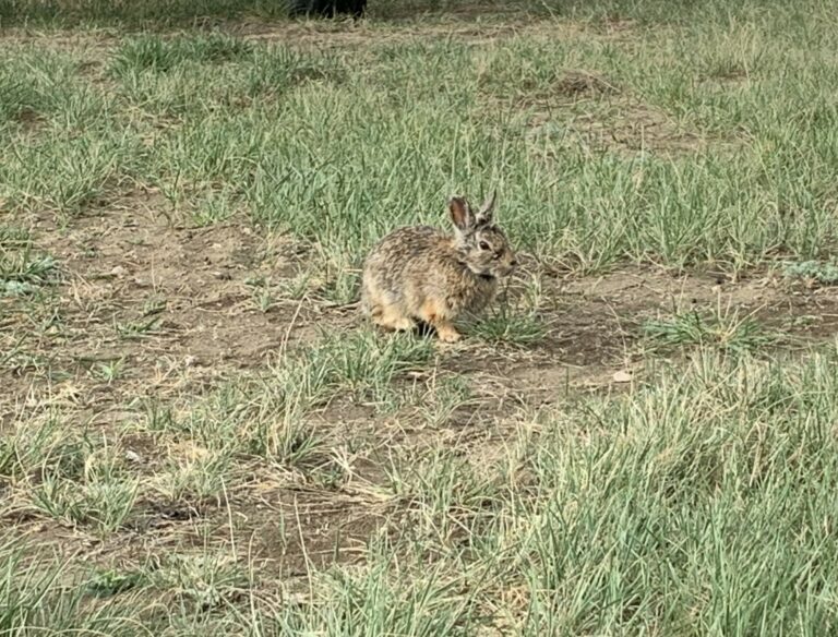 Rabbit in the grass near Lake Diefenbaker