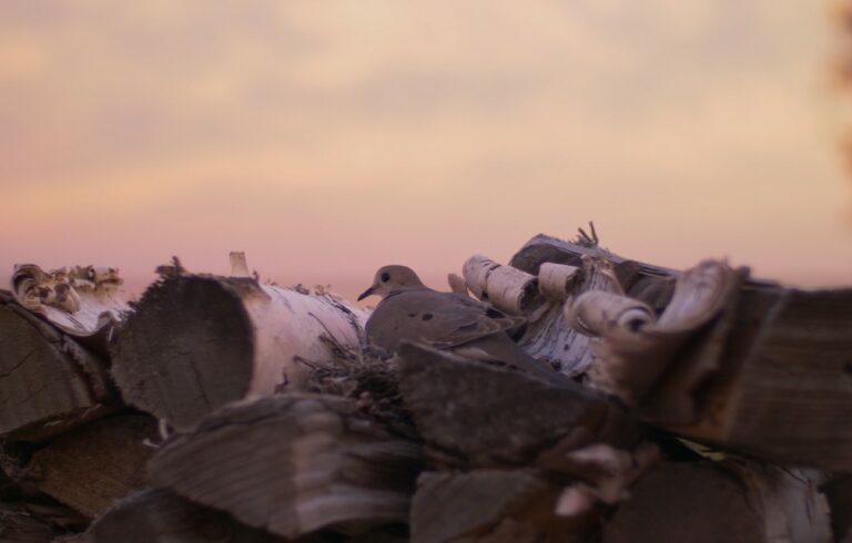 mourning dove in wood pile